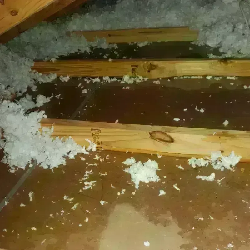 Attic Water Damage in Roseville, MN