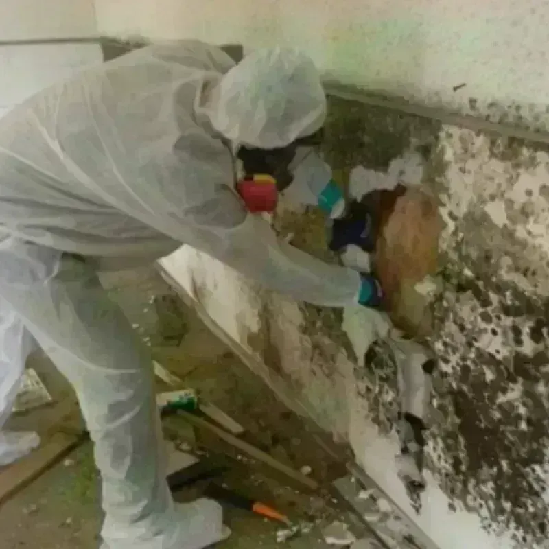 Mold Remediation and Removal in Roseville, MN